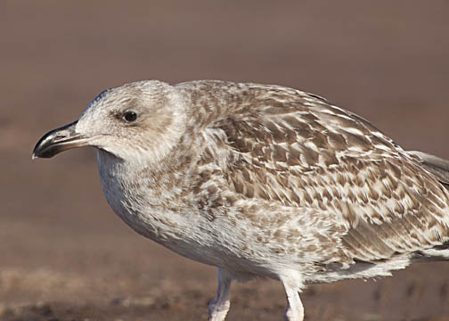 Yellow-footed gull